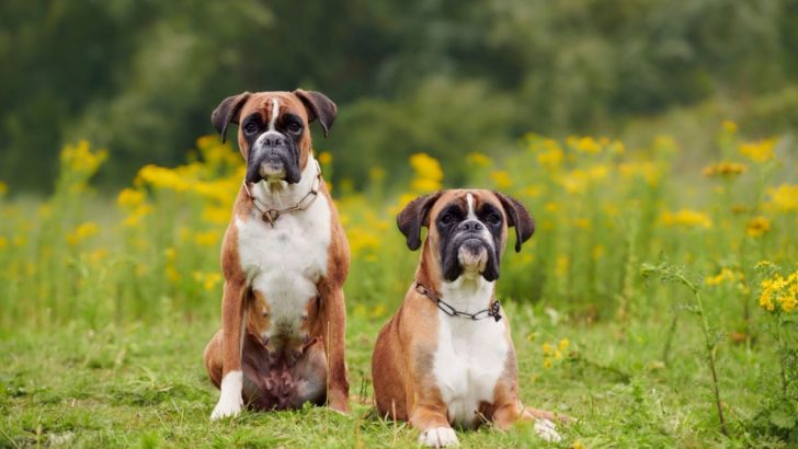 Boxer Growth Chart: Tracking Your Furry Tornado’s Development