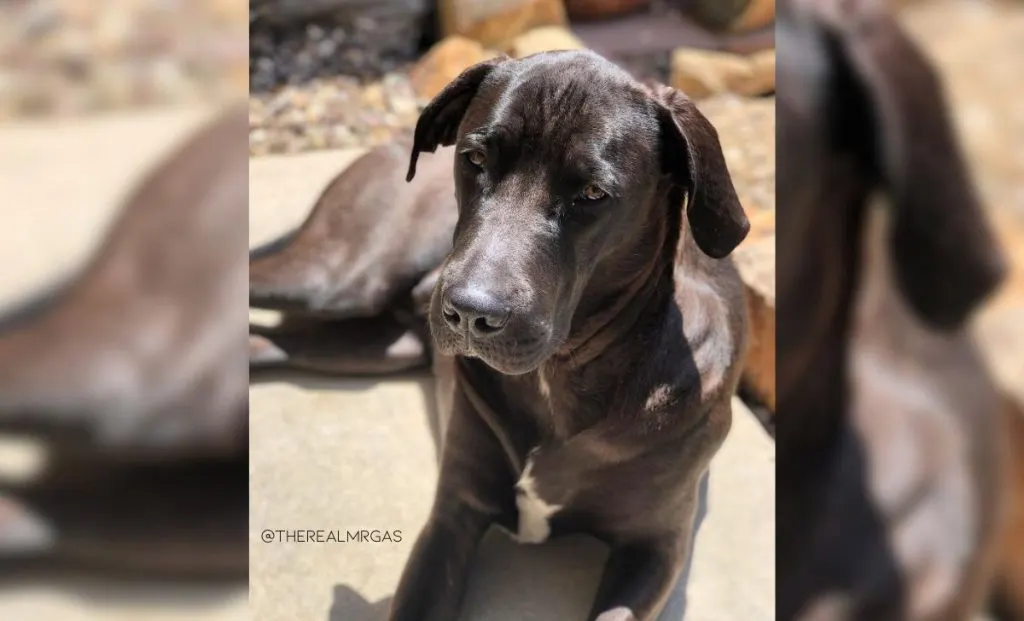 Boxer and Weimaraner