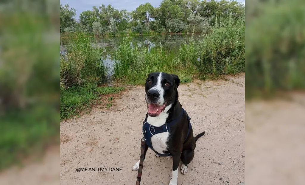 Boxer x great dane mix