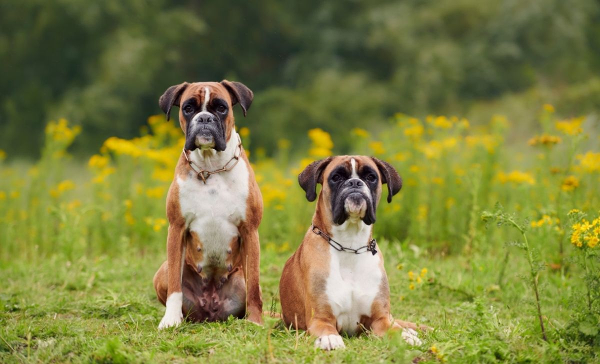 Boxer Growth Chart Tracking Your Furry Tornado s Development