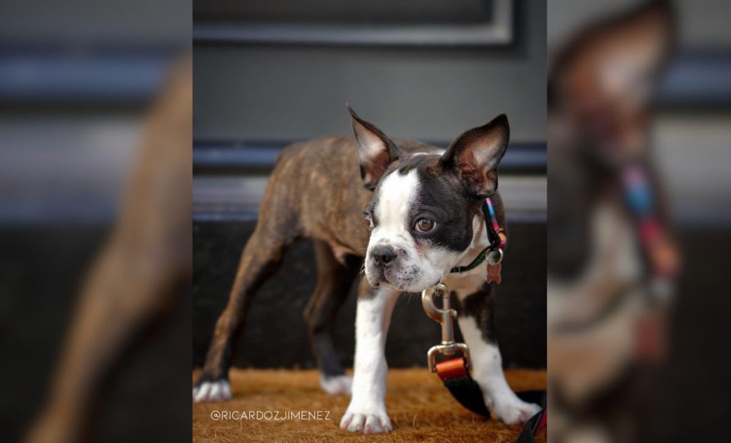 Brindle And White Boston Terrier