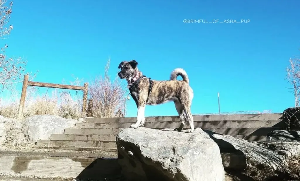 Brindle shiba inu