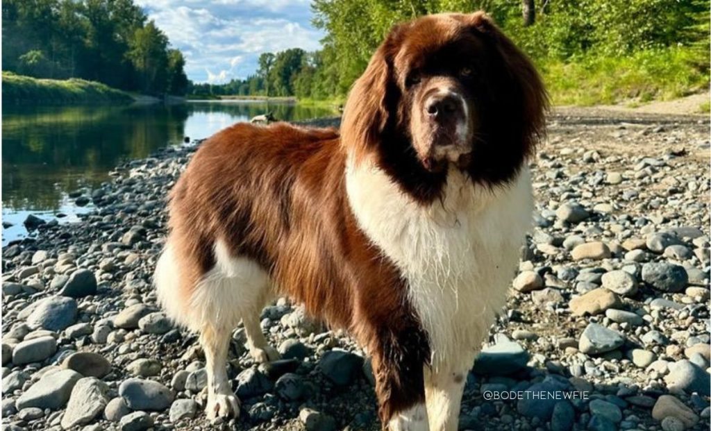 Brown and white newfoundland