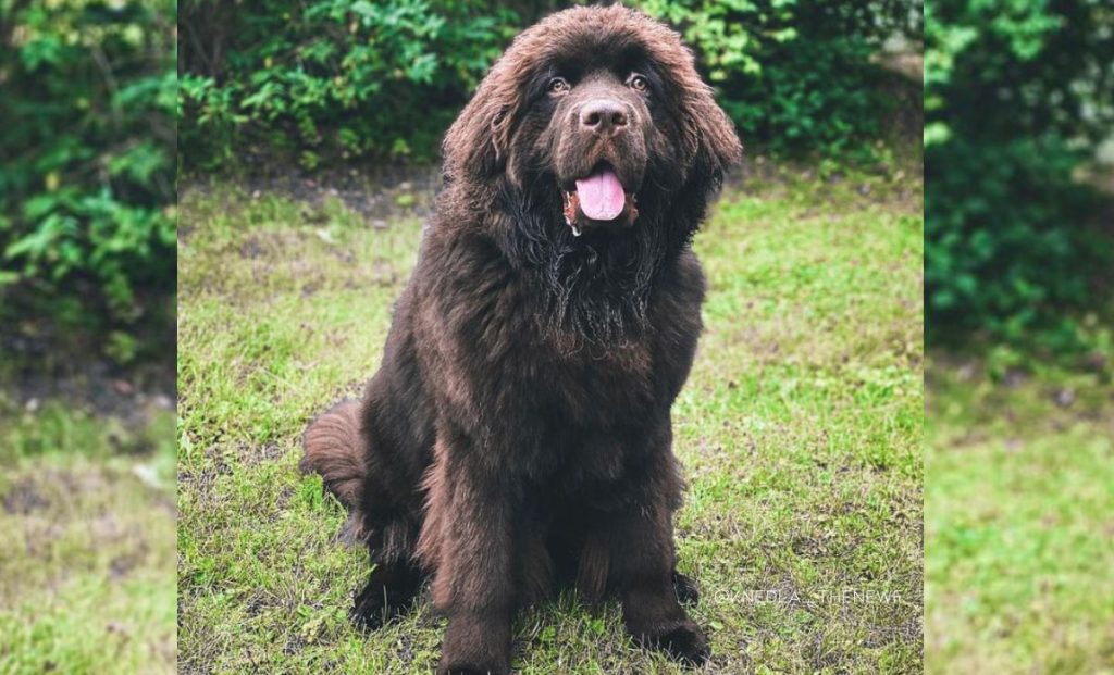 Brown newfoundland