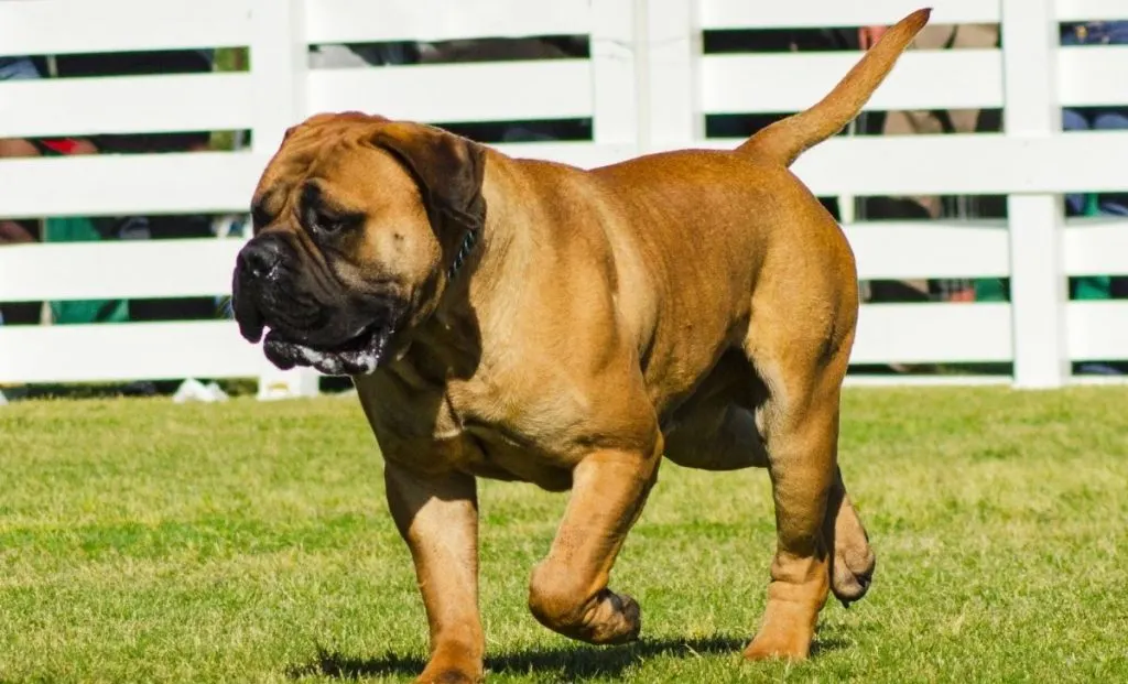 Bullmastiff