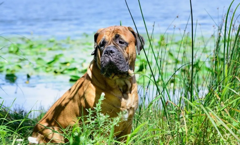 Bullmastiff