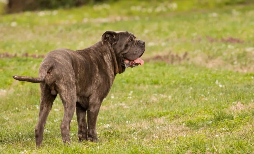 Bullmastiff