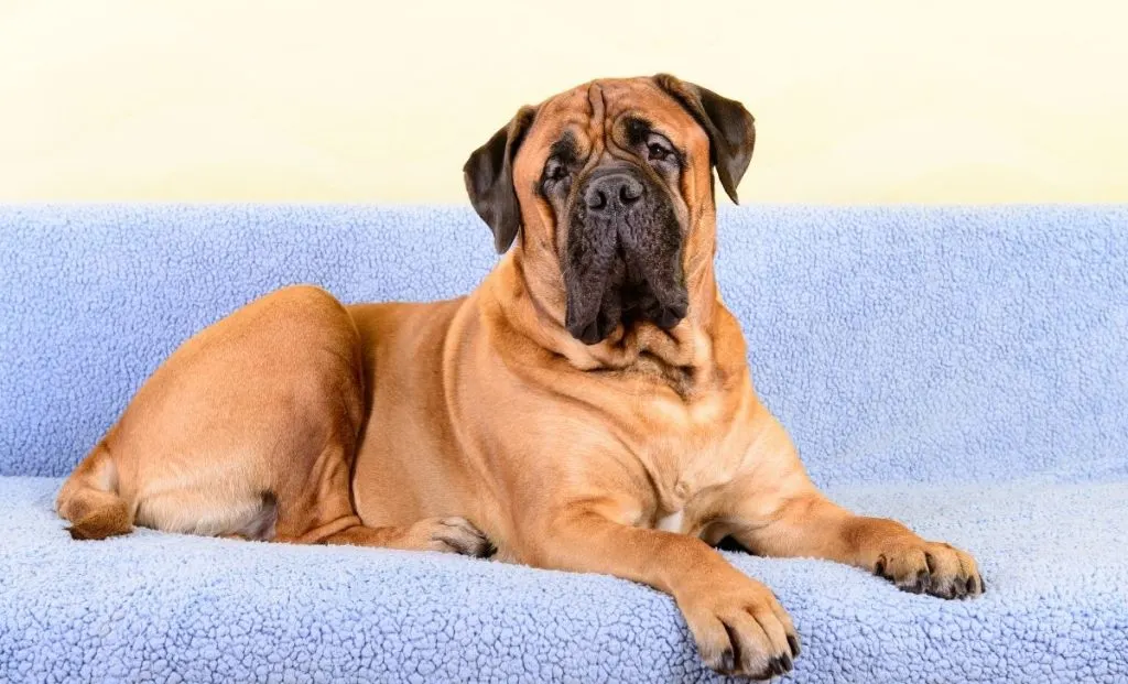 Bullmastiff