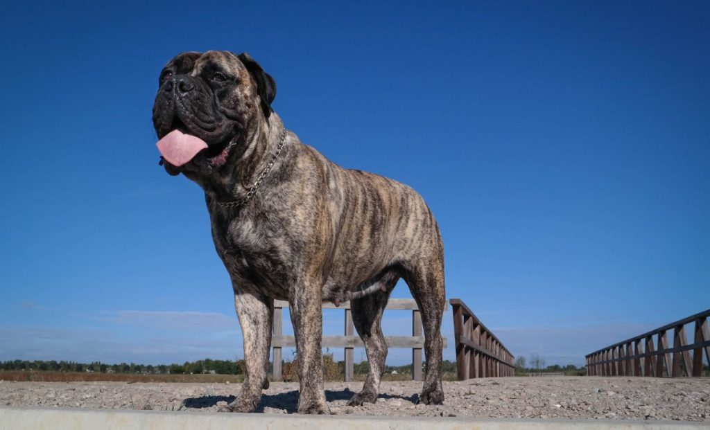 Bullmastiff