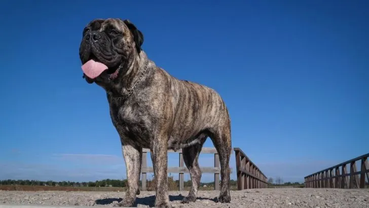 English deals bullmastiff dog