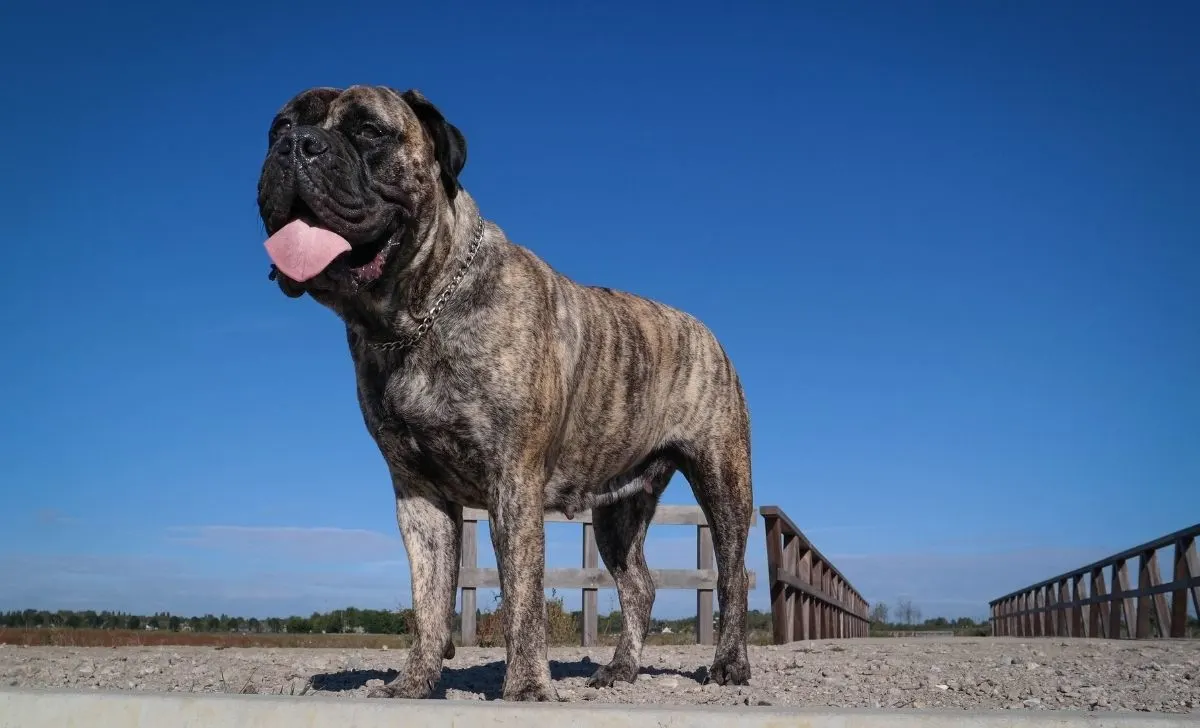 Bullmastiff