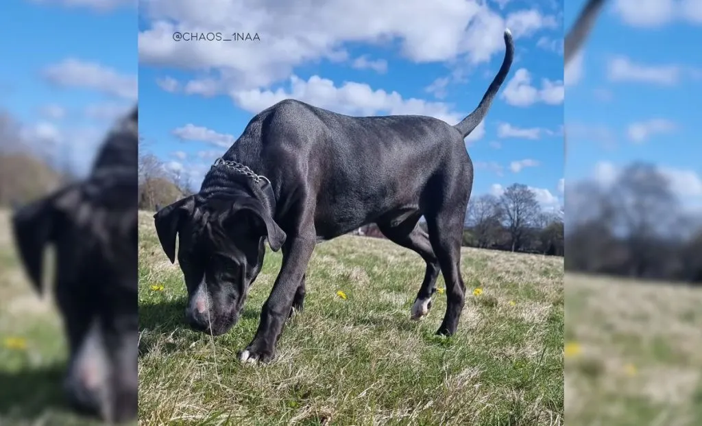 Cane Corso Dogo Argentino