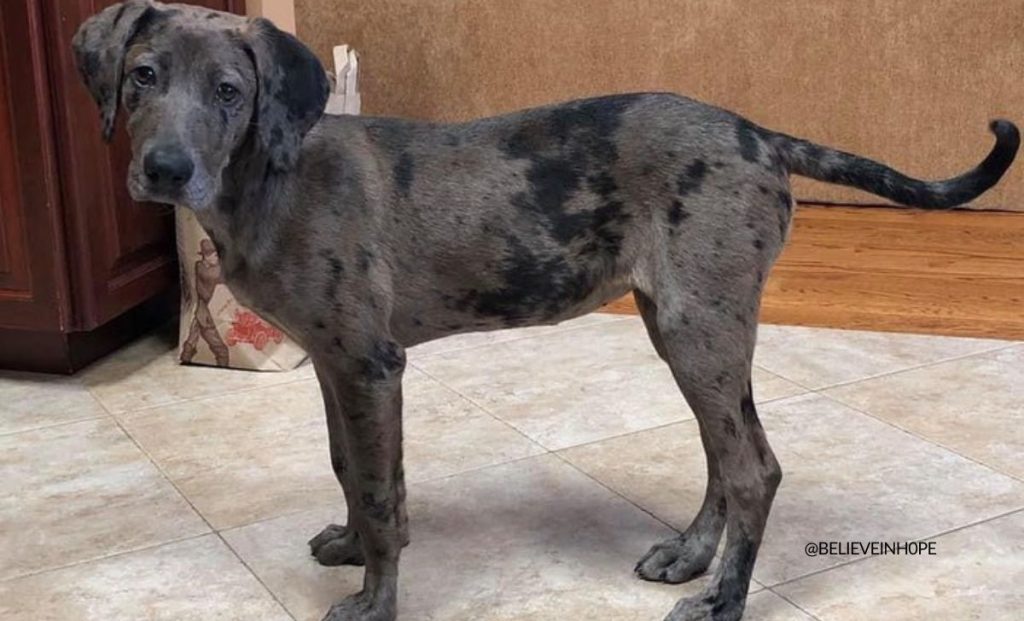 Catahoula x great dane mix