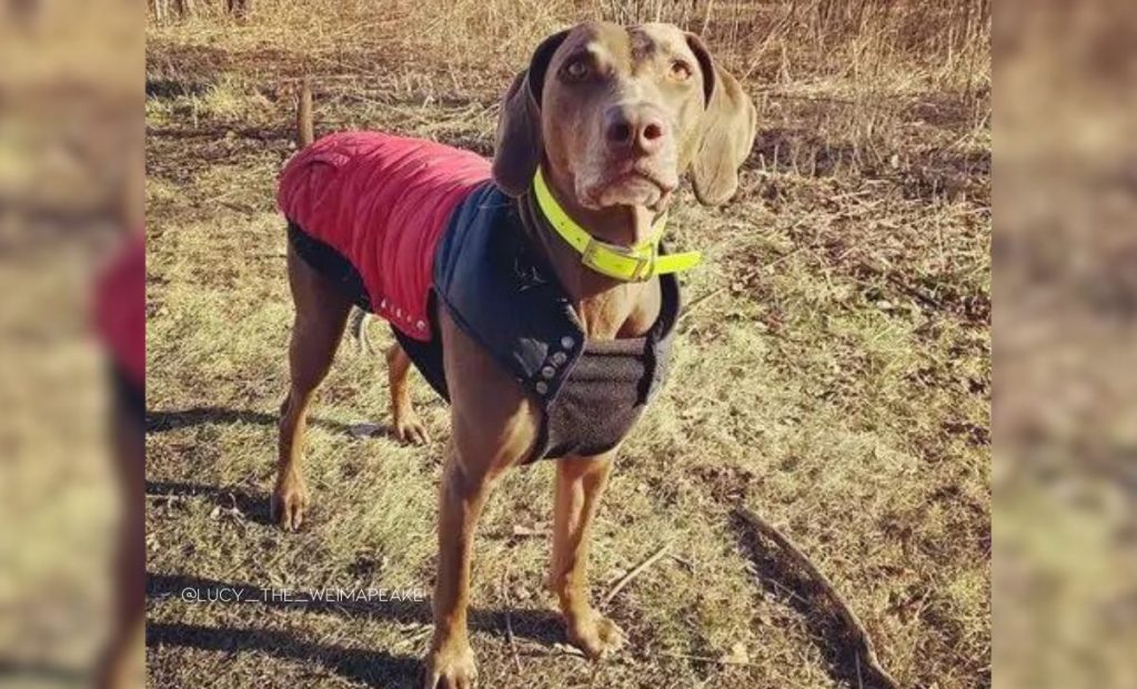 Chesapeake Bay Retriever and Weimaraner