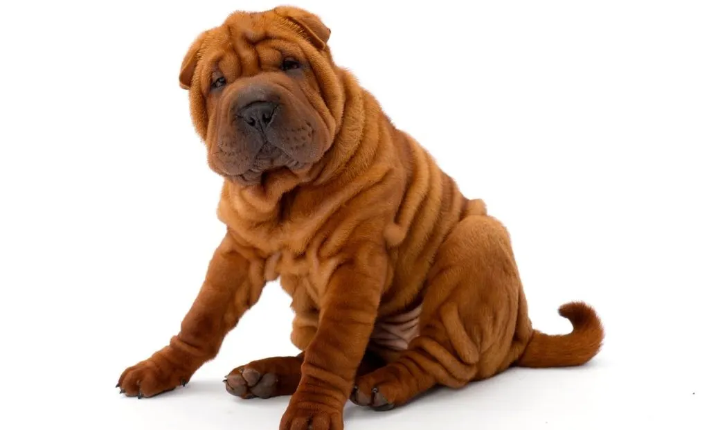 Chinese Bone Mouth Shar Pei  