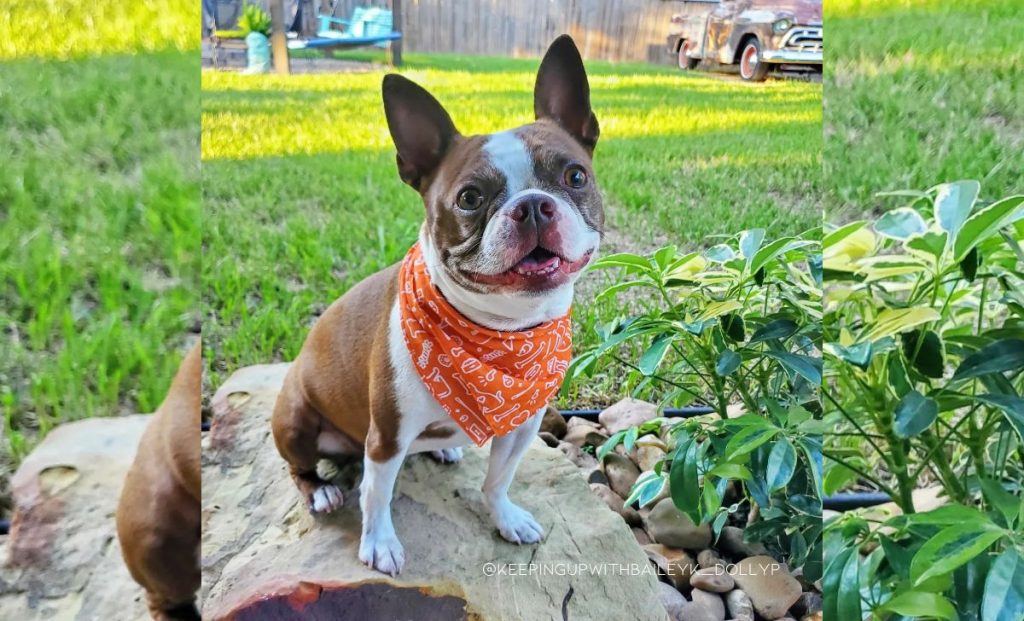 Chocolate boston terrier