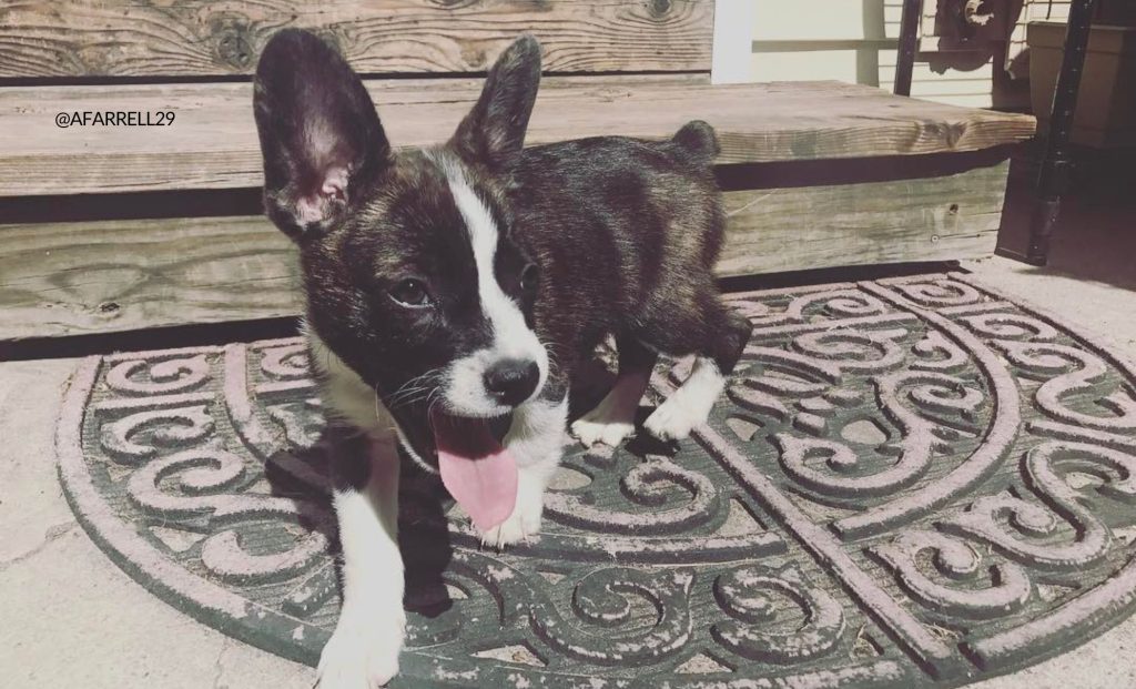 Corgi French Bulldog Mix