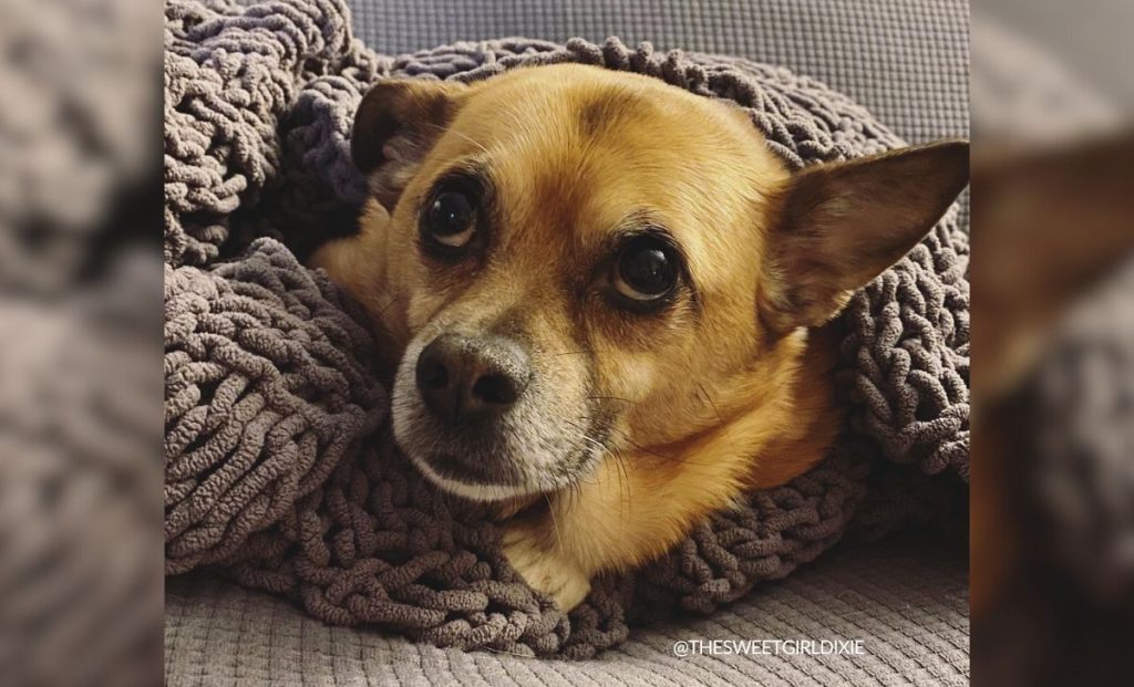 Corgi x Pug Mix