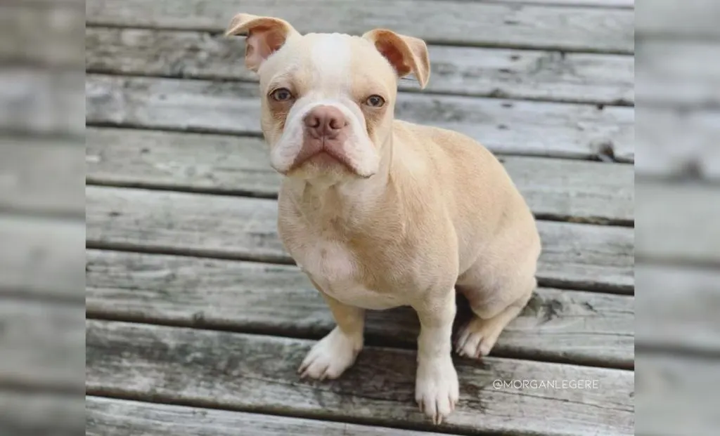 Cream and white boston terrier