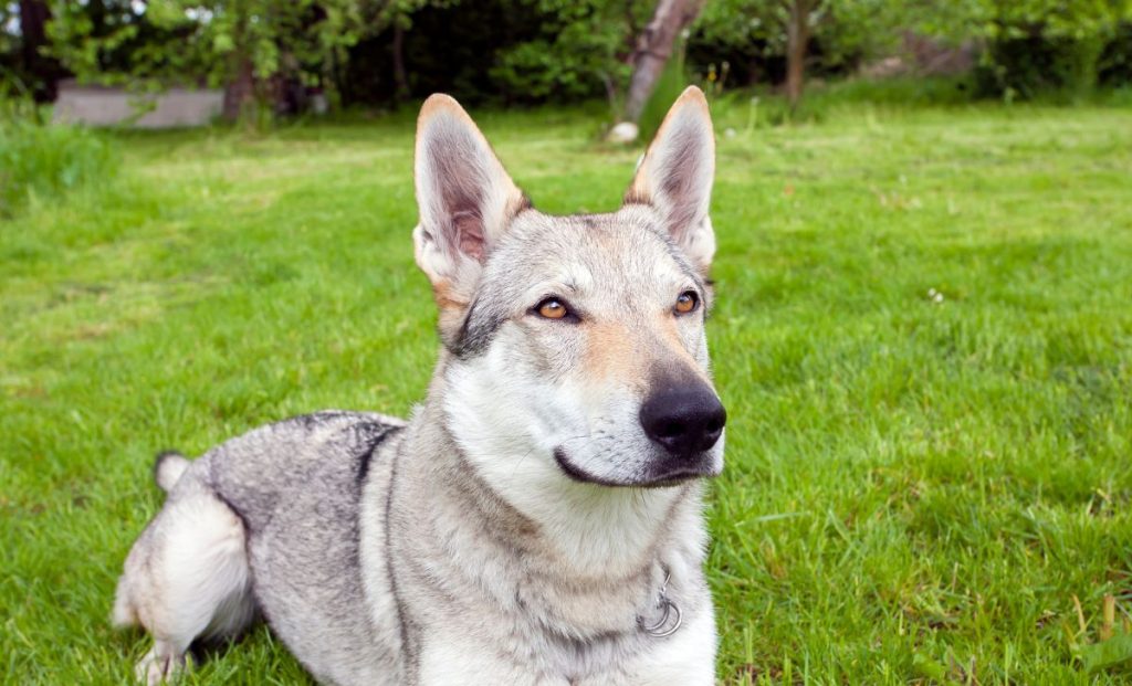 Czechoslovakian Wolfdog