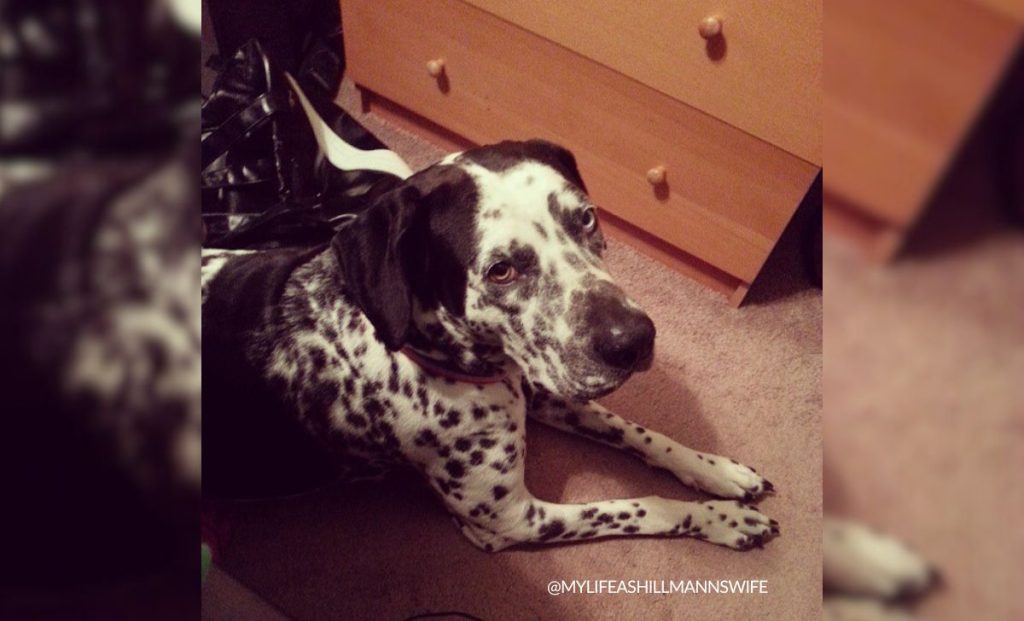 Dalmatian x great dane mix