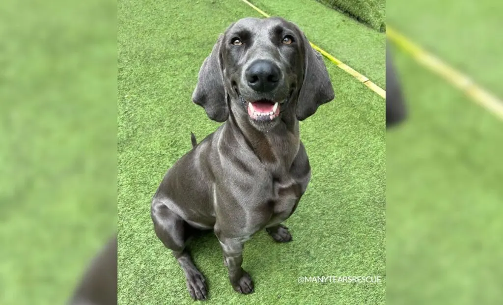 Dark Blue Weimaraner