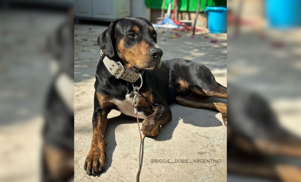 Doberman Dogo Argentino