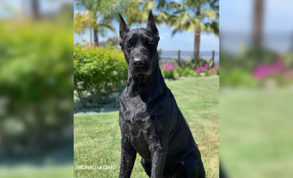 Doberman x great dane mix