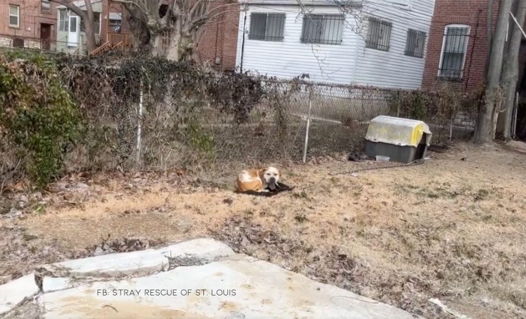 Dog Chained Behind An Abandoned House Wags His Tail As He Sees His Rescuers