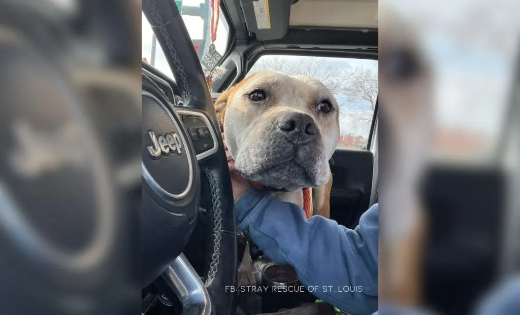 Dog Chained Behind An Abandoned House Wags His Tail As He Sees His Rescuers