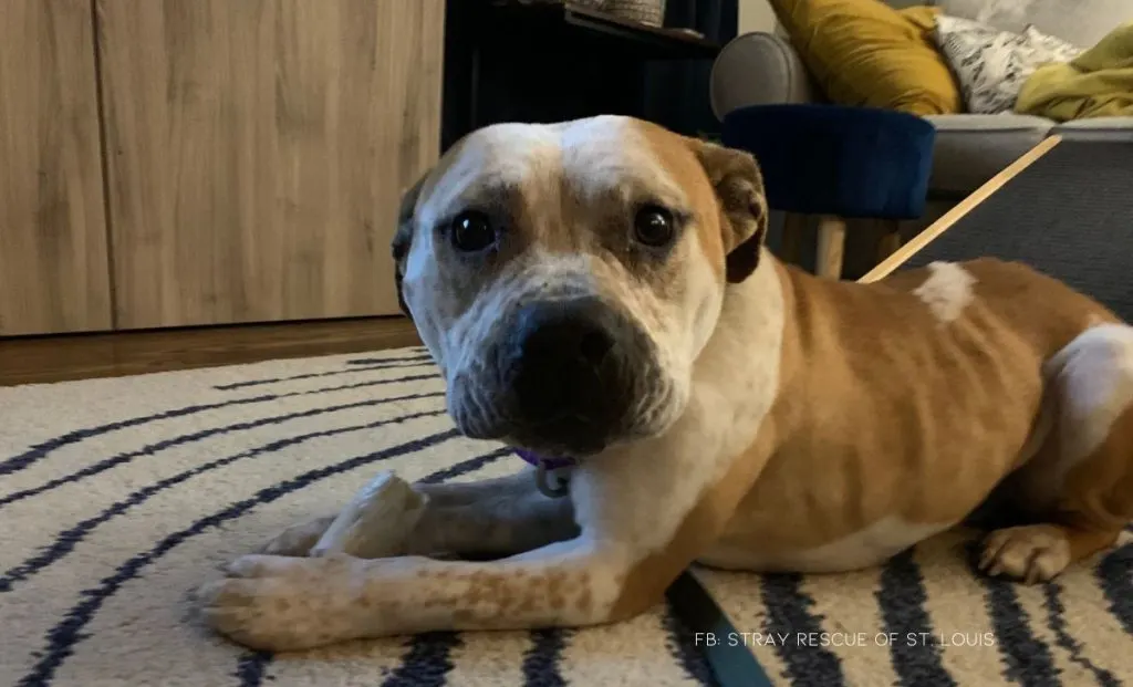 Dog Chained Behind An Abandoned House Wags His Tail As He Sees His Rescuers