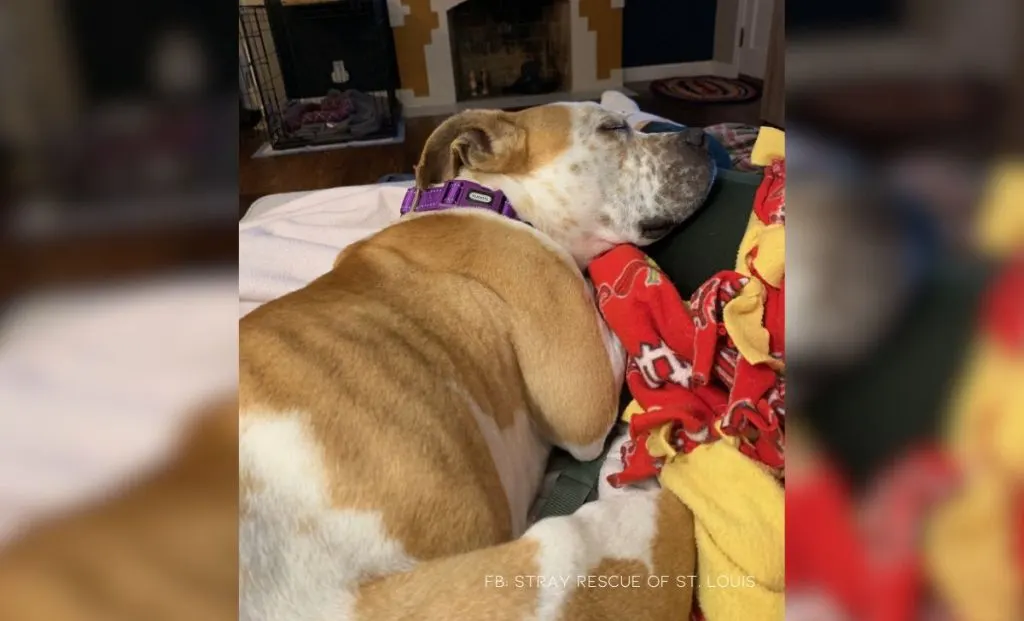 Dog Chained Behind An Abandoned House Wags His Tail As He Sees His Rescuers