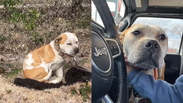 Dog Chained Behind An Abandoned House Wags His Tail As He Sees His Rescuers