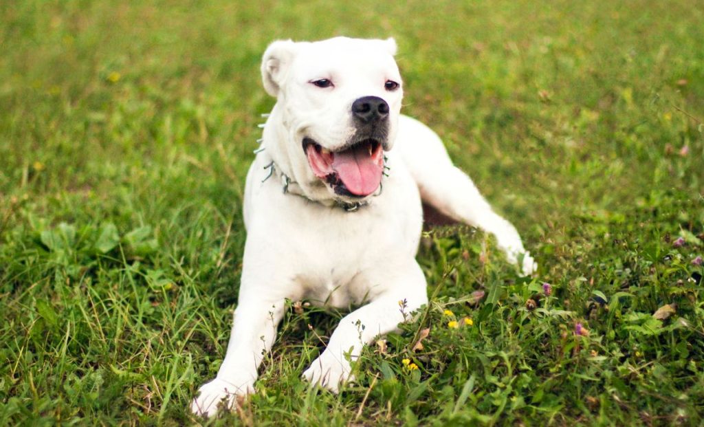 Dogo Argentino