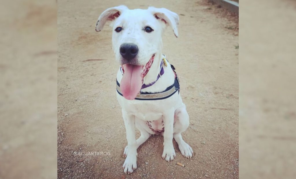 Dogo Argentino Pitbull Terrier