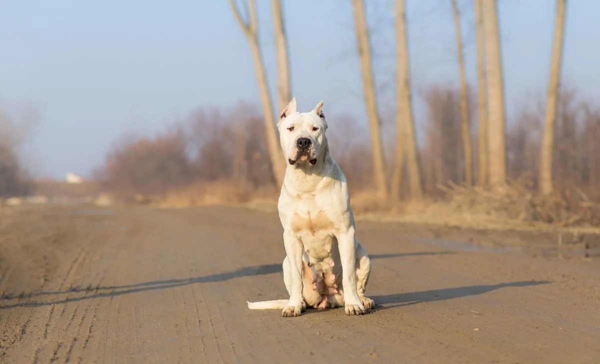 Dogo argentino