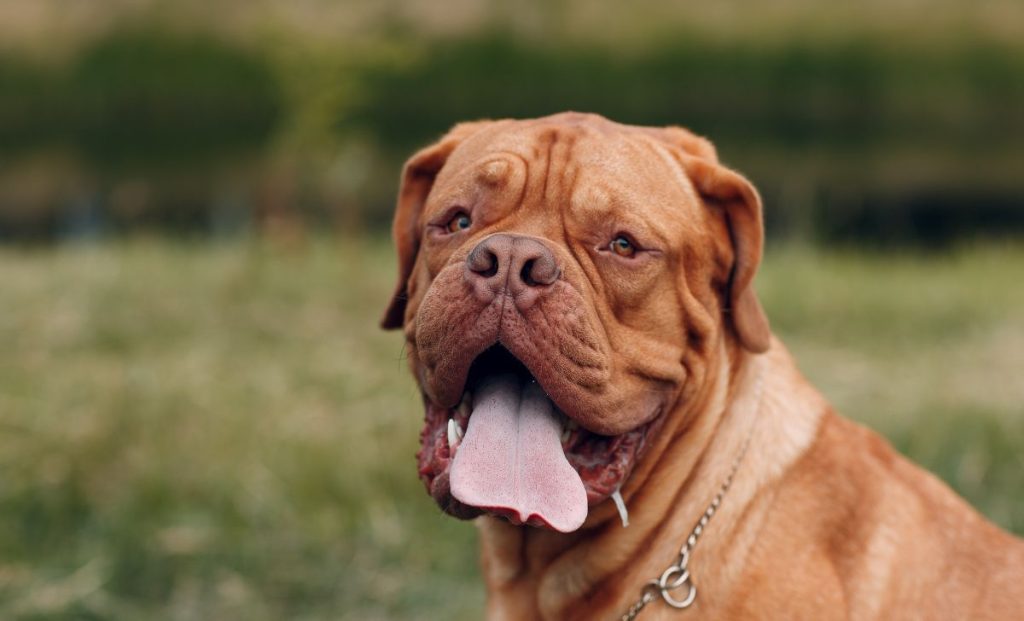 Dogue De Bordeaux