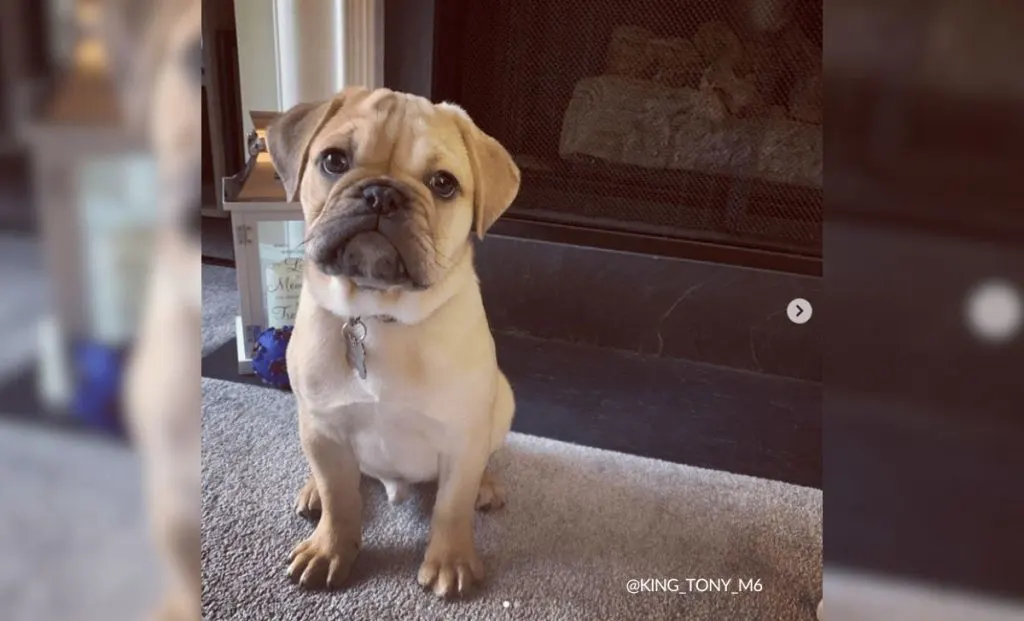 English Bulldog Pug mix