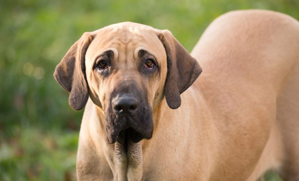 Fila Brasileiro