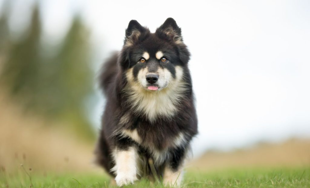 Finnish Lapphund 