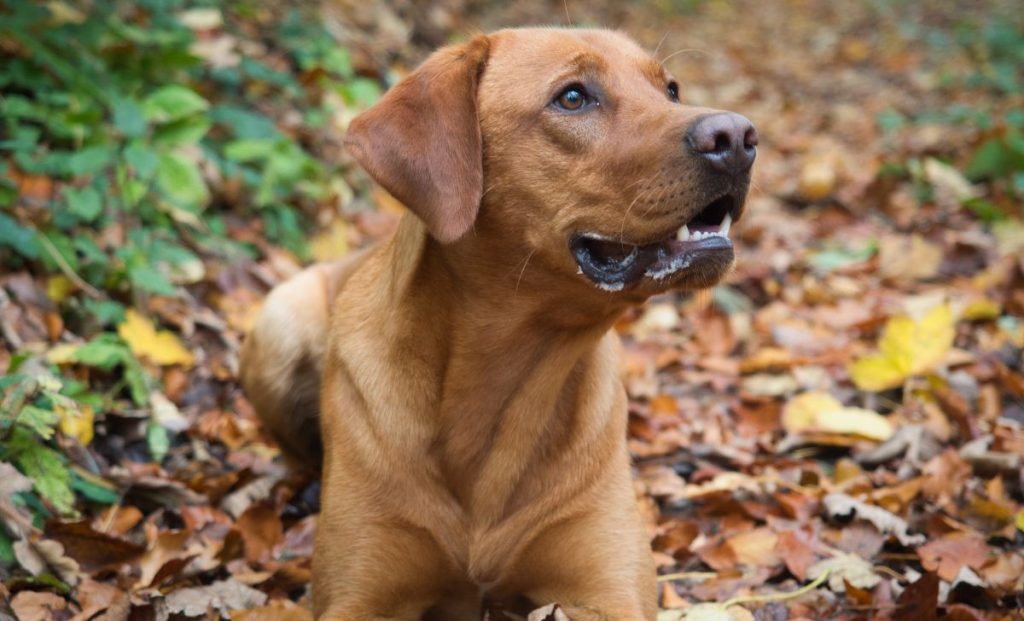 Fox Red Labrador Retrievers 