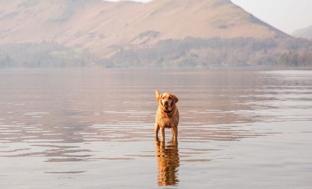 Fox Red Labrador Retrievers