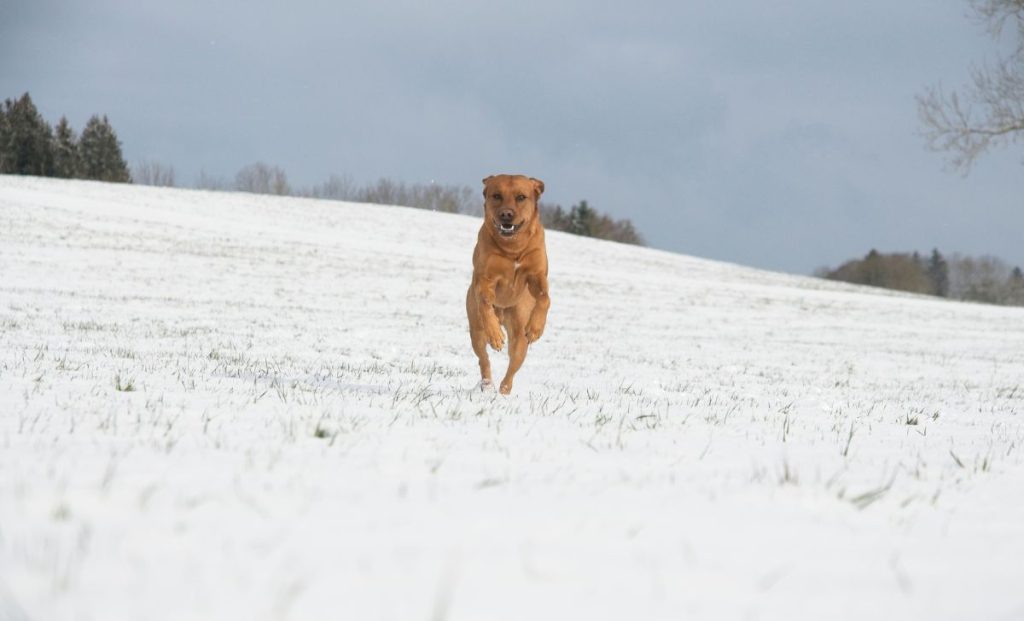 Fox Red Labrador Retrievers