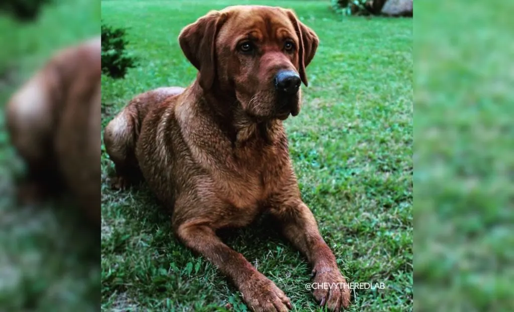 Fox Red Labrador Retrievers