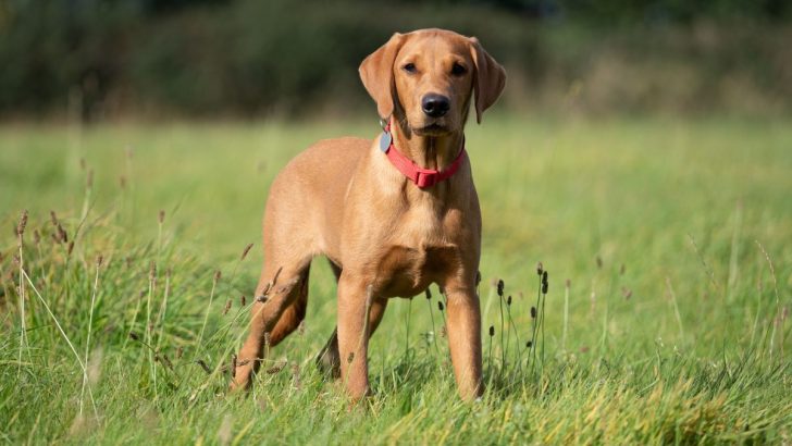 All About Fox Red Labrador Retrievers And Their Care