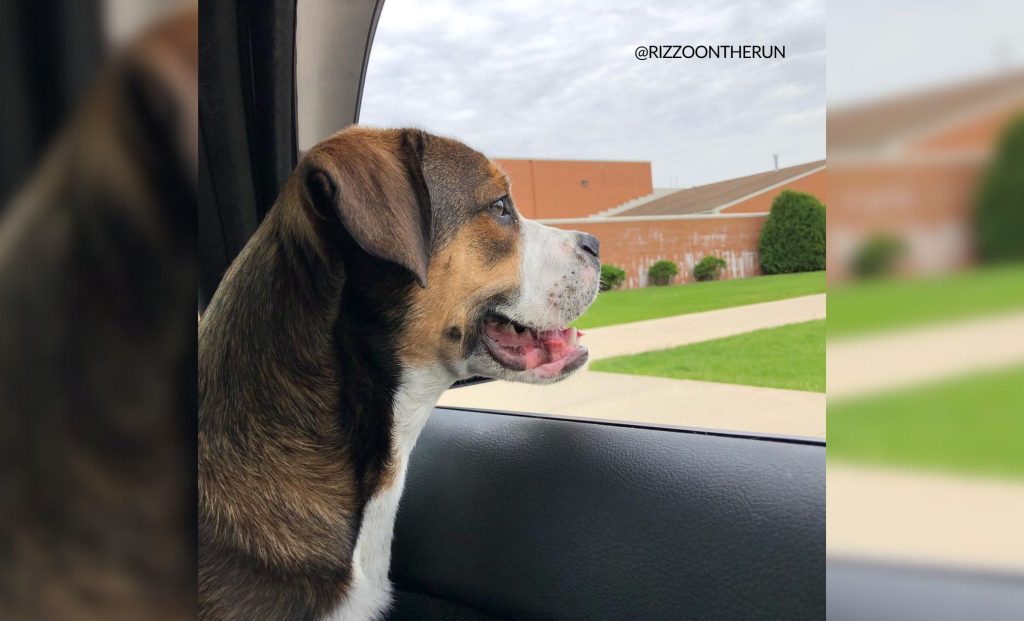 French Bernese Mountain Dog Mix