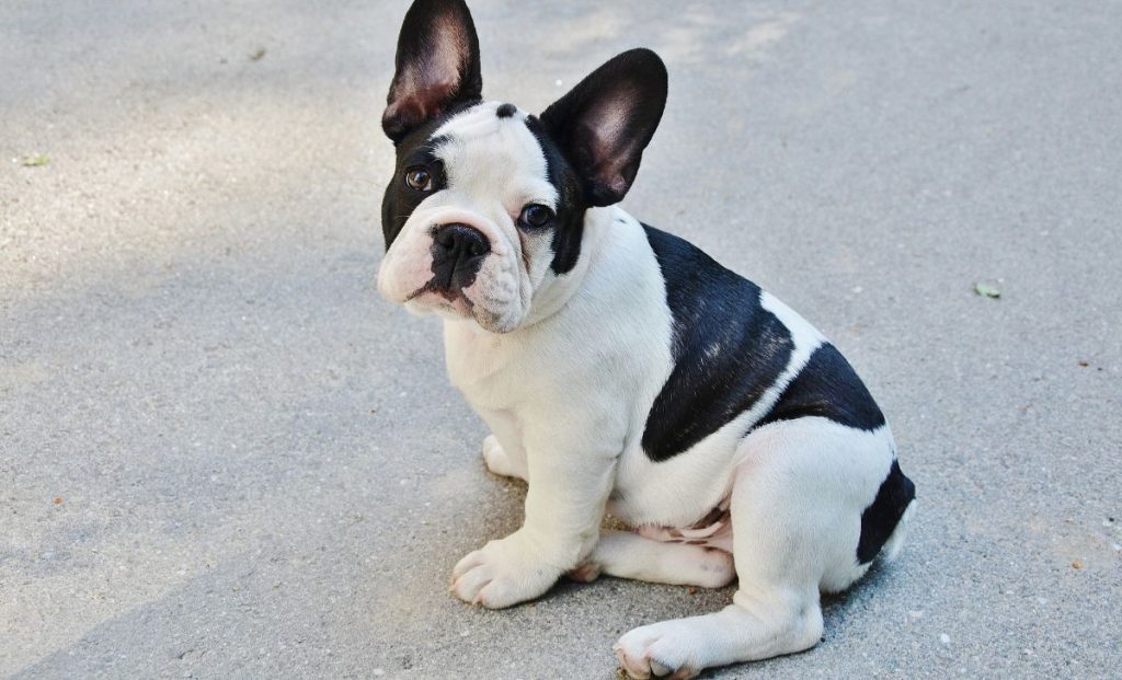 French Bulldog