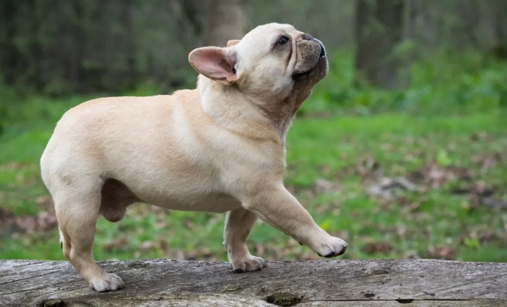 French Bulldog