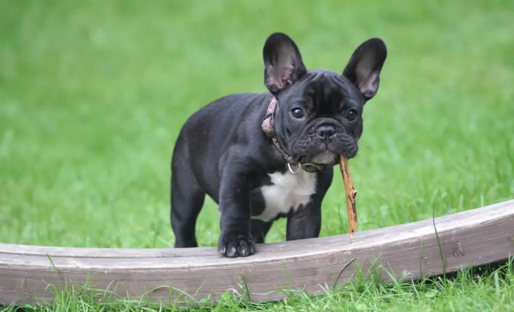 French Bulldog