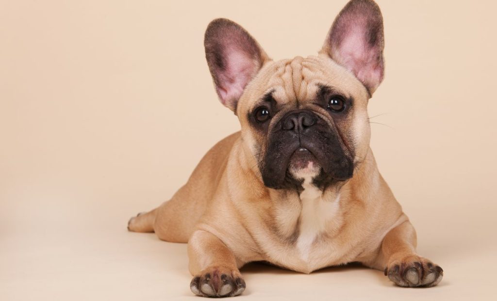 French Bulldog